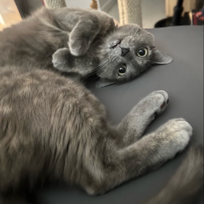 Boba, Ivy’s gray cat, upside down and looking straight at the camera